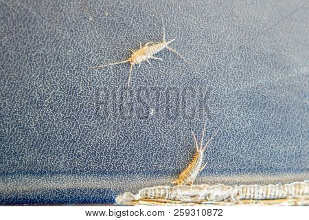 Lepisma On The Tattered Cover Of An Old Book. Insect Feeding On Paper - Silverfish, Lepisma. Pest Bo