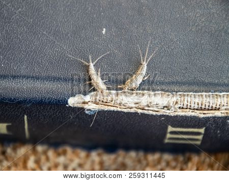 Lepisma On The Tattered Cover Of An Old Book. Insect Feeding On Paper - Silverfish, Lepisma. Pest Bo