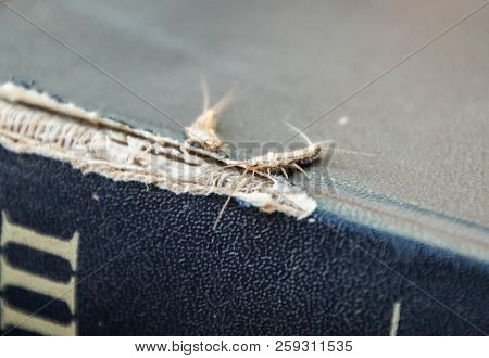 Lepisma On The Tattered Cover Of An Old Book. Insect Feeding On Paper - Silverfish, Lepisma. Pest Bo