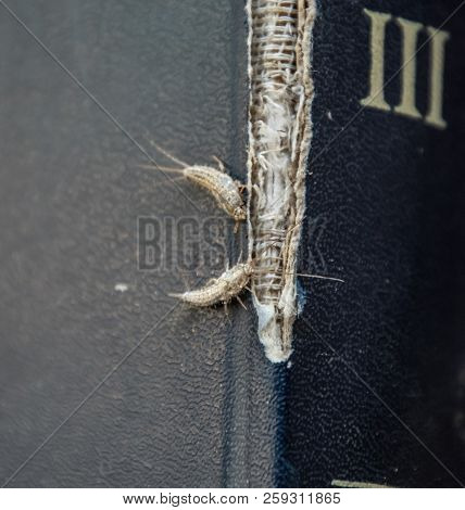 Lepisma On The Tattered Cover Of An Old Book. Insect Feeding On Paper - Silverfish, Lepisma. Pest Bo