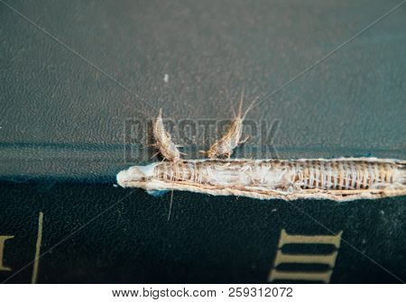 Lepisma On The Tattered Cover Of An Old Book. Insect Feeding On Paper - Silverfish, Lepisma. Pest Bo