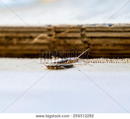 Silverfish Thermobia Near The Binding Of An Old Book. Insect Feeding On Paper - Silverfish, Lepisma.