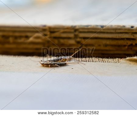 Silverfish Thermobia Near The Binding Of An Old Book. Insect Feeding On Paper - Silverfish, Lepisma.