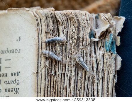 Silverfish Three Pieces On The Torn Cover Of An Old Book. Insect Feeding On Paper - Silverfish. Pest