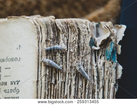 Silverfish Three Pieces On The Torn Cover Of An Old Book. Insect Feeding On Paper - Silverfish. Pest