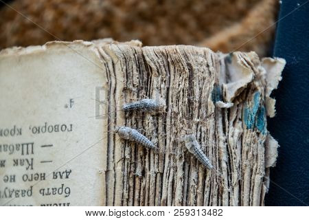 Silverfish Three Pieces On The Torn Cover Of An Old Book. Insect Feeding On Paper - Silverfish. Pest