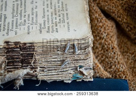 Silverfish Three Pieces On The Torn Cover Of An Old Book. Insect Feeding On Paper - Silverfish. Pest