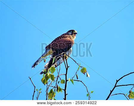 Common Kestrel Sitting On Branch An Yelling