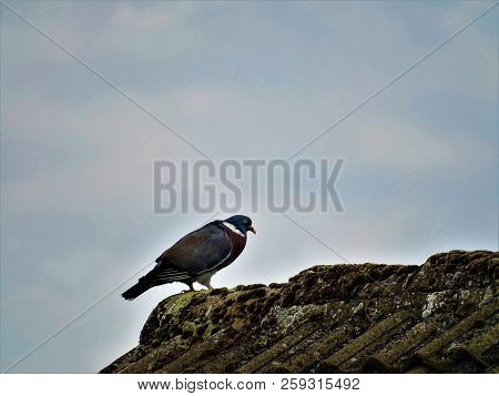 Common Wood Pigeon On Roof Top Looking Chunky