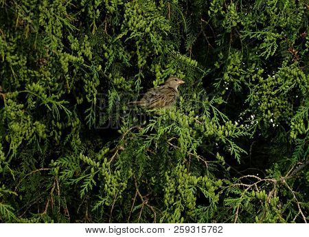 Female House Sparrow Sitting In Thuja And Scraping