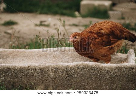 Chicken In Feeding Trough