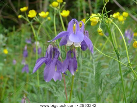 Flores del campo