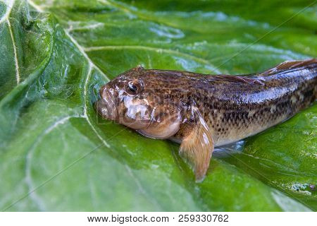 Close Up View Of Freshwater Bullhead Fish Or Round Goby Fish Just Taken From The Water On Big Green
