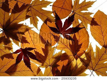 Být textury z listů stříbra (Javor stříbrný), javory (Acer palmatum) japonské a Evropské