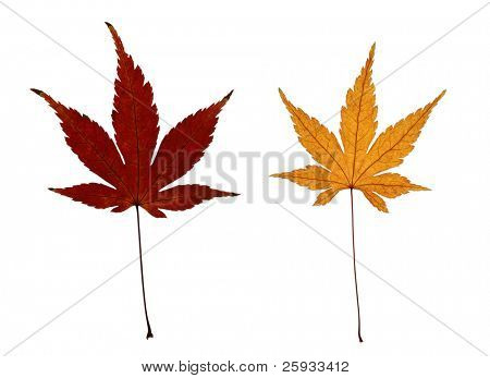 Dva podzimní listí Javor dlanitolistý (Acer palmatum) izolované na bílém