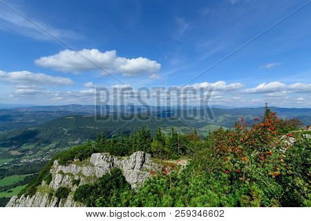 The Rowan In Little Rozsutec Hill. National Park Mala Fatra, Slovakia.