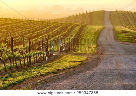 Vineyards landscape at sunrise in California, USA