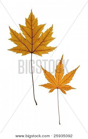 Žluté listy stříbro maple (Javor stříbrný) a Javor dlanitolistý (Acer palmatum) izolované na Svatodušní