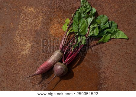 Two Raw Beetroots From New Harvest On Rusty Melallic Surface Background Emty Space