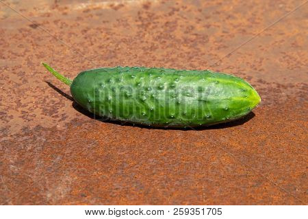 Green Fresh Cucumber From New Harvest On Rusty Melallic Surface Background Center