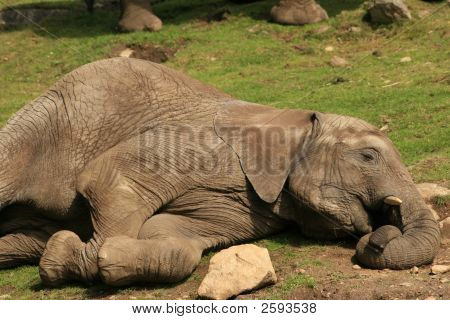 Sono de elefante