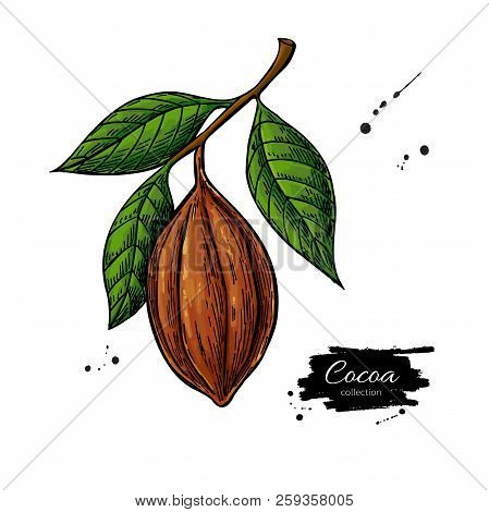Cocoa Branch Vector Superfood Drawing. Organic Healthy Food Sket