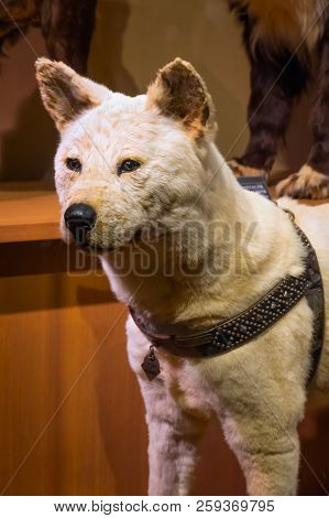 Tokyo, Japan - April 29 2018: Hachiko, A Faithful Akita Inu Dog That Remarkable Loyalty To His Owner