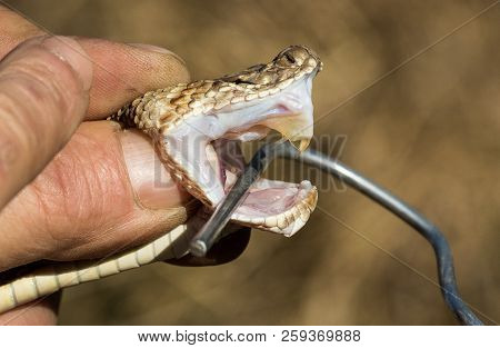 The Venom And Fangs Of A Venomous Snake
