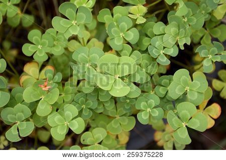 Fresh Green Marsilea Crenata Plant In Nature Garden