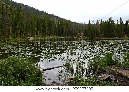 Water Lillies In Nymph Lake, Rocky Mountain National Park, Colorado, Usa