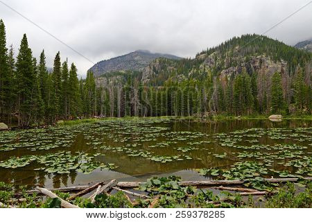 Water Lillies In Nymph Lake, Rocky Mountain National Park, Colorado, Usa