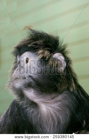 Lutung, (trachypithecus) Or Lutungs, Primate Species From Asia