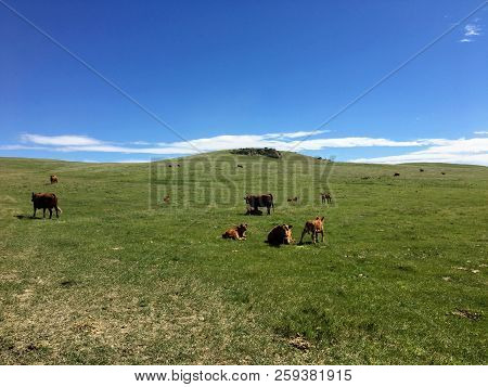 Admiring The Vast Pastures Of Southern  Alberta With Free Range Cattle Grazing And Relaxing On A Sum