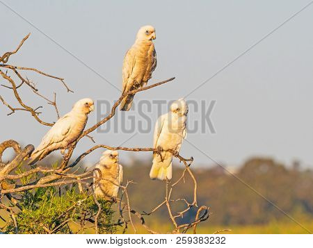Four Little Corellas Perched On A Tree At Herdsman Lake In Perth, Western Australia.