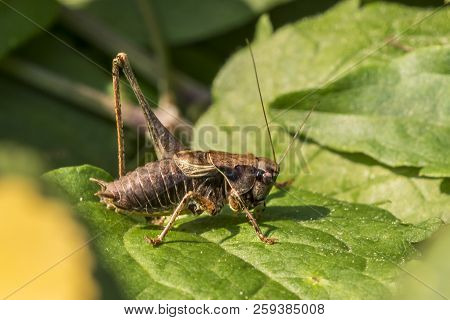 Brown Grasshopper With Only One Talus Sits On A Leaf In Front Of Blurred Background