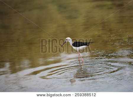 Young Bird Called Black-winged Stilt Goes Hunting For Fish On The Water Of The Pond