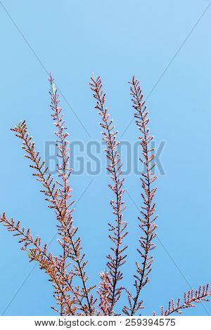 A Unique Photo Of Bright Tender Offshoot  Of A Tree Growing
