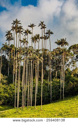 El Bosque de Las Palmas Landscapes of  palm trees in Valley Cocora  near Salento Quindio in Colombia South America
