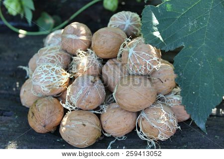 Bunch Of Young Walnuts Lie On A Wooden Table