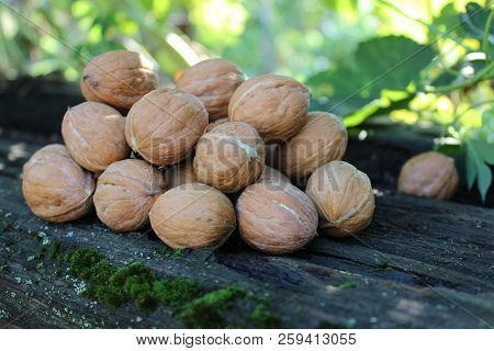 Bunch Of Young Walnuts Lie On A Wooden Table