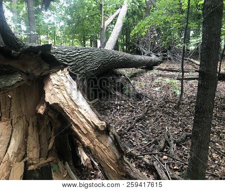 Trees Knocked Down From Wind And Storm Damage