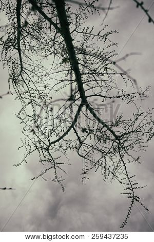 Branch and sky. Elm tree. Tree background. Monochrome. Nature background.