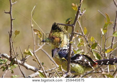 A Colorful Crested Barbet Perched On A Branch