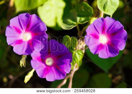 Opened Flowers Of Purple Bindweed Contribute As A Background