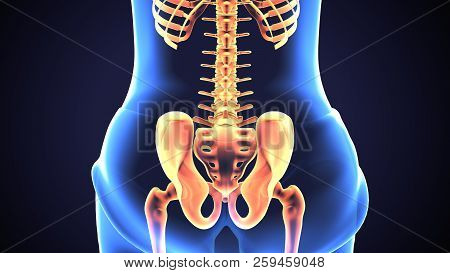 3d Illustration Of Human Baby Skeleton Hip Joint Anatomy