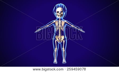 3d Illustration Of Human Baby Skeleton Anatomy
