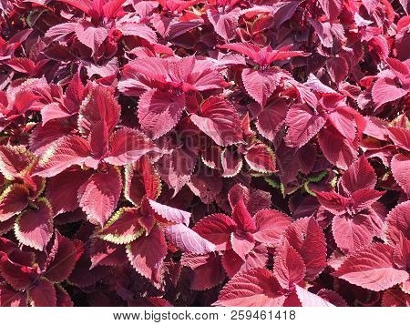 Coleus (painted Nettle) Plant