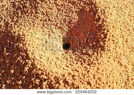 Texture Of A Small Formicary Empty Under The Sun.