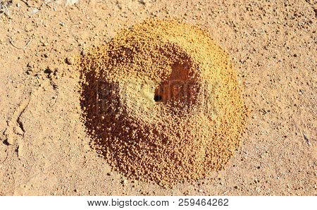 Texture Of A Small Formicary Empty Under The Sun.