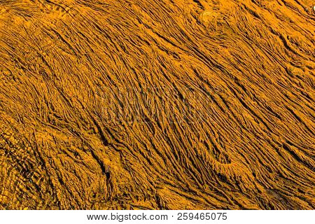 Orange Algae In A Hot Pool In Yellowstone National Park